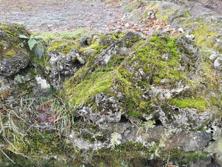 late autumn in Pavlovsky Park fallen foliation and cold wind stone vase
