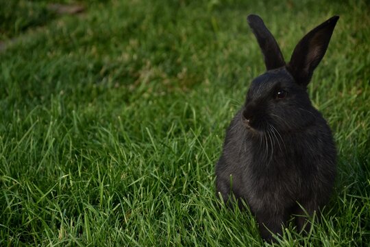 Ein s&radic;&ordm;&radic;&uuml;er, schwarzer Hase sitzt im gr&radic;&ordm;nen Gras und schaut zur linken Bildseite.