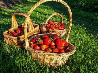 Wooden baskets full with red, ripe strawberries on the ground with green grass in summer. Fruit and food background