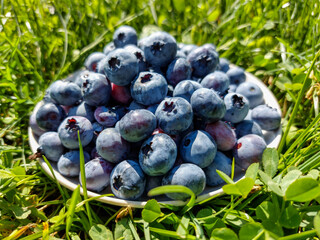 Small white plate with pile of big, ripe cultivated blueberries or highbush blueberries harvested in the garden in green grass in sunlight
