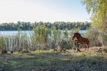 A red horse jumps over a stump against the backdrop of the river. Ermakov island, Danube Biosphere Reserve in Danube delta, Ukraine