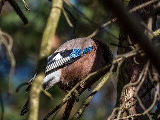 The Eurasian jay (Garrulus glandarius) sitting on a branch with visible wing with black and white bars and a prominent bright blue patch with fine black bars