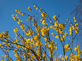Macro of deciduous shrub the Easter Tree (Forsythia) in full bloom with bright yellow flowers in bright sunlight with blue sky in background in spring