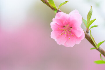 一輪の桃の花（ハナモモ）のクローズアップ素材