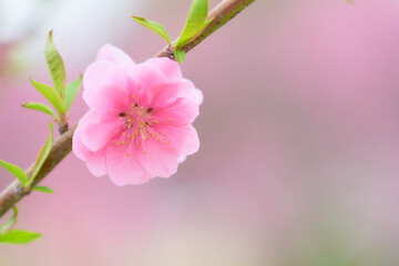一輪の桃の花（ハナモモ）のクローズアップ素材