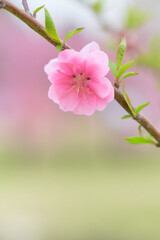 Fototapeta na wymiar 一輪の桃の花（ハナモモ）のクローズアップ素材