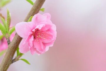 一輪の桃の花（ハナモモ）のクローズアップ素材　ワイド