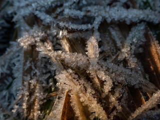Macro shot of autumn leaves covered with white early morning frost crystals in the end of autumn and early winter