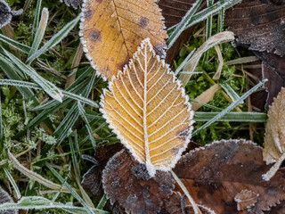 Macro shot of autumn leaves covered with white early morning frost crystals in the end of autumn and early winter