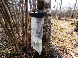 Traditional beverage birch sap is directly tapped from birch tree. Clear, uncoloured and sweet...