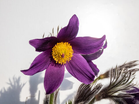 Closeup shot of beautiful purple spring flower Pasqueflower (Pulsatilla x gayeri Simonk.) with yellow center in sunlight