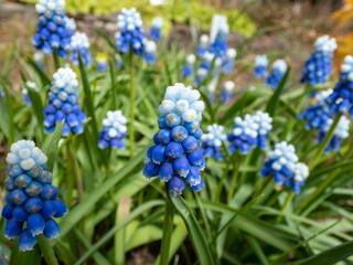 Close-up shot of bicolor grape hyacinth Muscari aucheri 'Mount Hood' features pretty, grape-like clusters of rounded blue flowers with white tips, crowned with white florets in spring