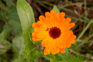 orange flower