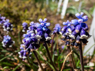 Muscari vuralii. The flowers are narrow, bell-shaped and two-tone. The flower tube is sky blue, the lobes are pure white, bent back, they each have a dark blue stripe in the middle