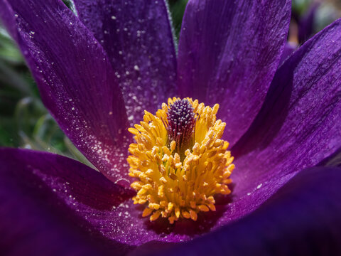 Closeup macro shot of beautiful purple spring flower Pasqueflower (Pulsatilla x gayeri Simonk.) with yellow center in sunlight