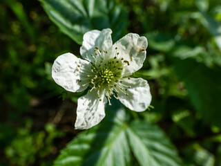 Macro shot of white flower of dewberry plant (rubus caesius) in bright sunlight surrounded with...