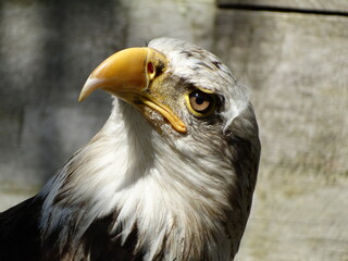 portrait of a bald eagle