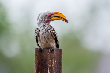 Yellow billed hornbill on a metal pole