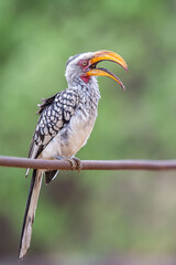 Yellow billed  Hornbill with bill open
