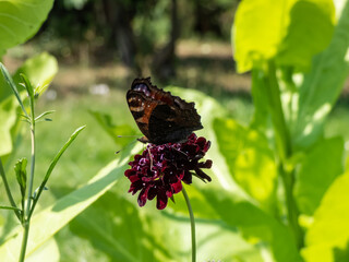 Close-up of beautiful colourful butterfly - European peacock butterfly (Aglais io) with closed wings on a purple flower with blurred garden background