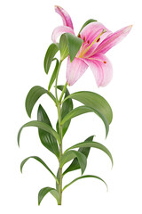 Pink lily flower isolated on white background