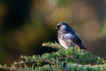 Black Redstart perched on a tree branch