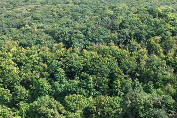 Fototapeta na wymiar Green treetops background . Forest view from above in the spring 