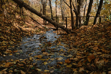 a fallen tree over a stream in the autumn forest