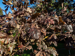 Rare purple leaved cultivar of English oak (Quercus robur) 'Timuki' in summer. The foliage keeps it purple color all season