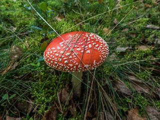 Big, red poisonous mushroom Fly Agaric (Amanita Muscaria) mushroom with white warts and visible white veil in a forest in green grass and moss in autumn