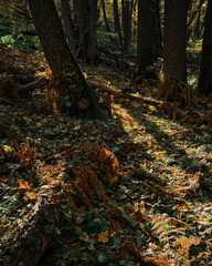 autumn forest landscape with ferns on fallen trees