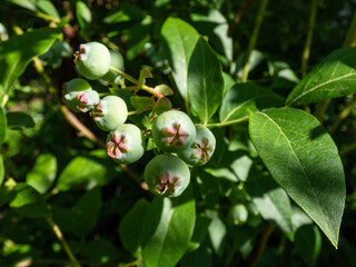 Cultivated blueberries or highbush blueberries growing on branches in immature green stages of maturation after flowering among leaves in sunlight