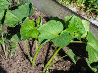 Small plants of cucumber (Cucumis sativus) with first leaves growing in soil in garden in bright sunlight. Gardening and food growing