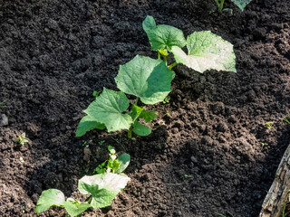 Small plants of cucumber (Cucumis sativus) with first leaves growing in soil in garden in bright sunlight. Gardening and food growing
