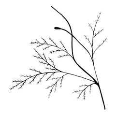 Black and White Hand Drawn Flower Leaves Isolated on White Background.