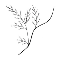 Black and White Hand Drawn Flower Leaves Isolated on White Background.