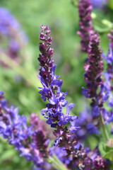 Obraz premium Meadow sage