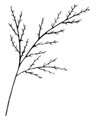 Black and White Hand Drawn Flower Leaves Isolated on White Background.