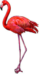 Drawing red flamingo, rare birds collection, art.illustration, vector