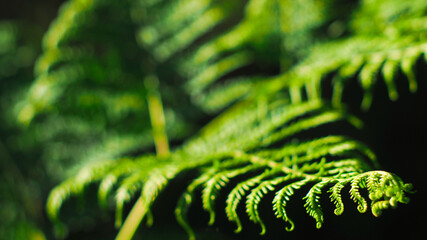Fougères et bruyères dans la forêt des Landes de Gascogne, entre les rangées de pins