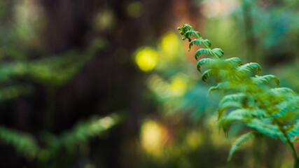 Fougères et bruyères dans la forêt des Landes de Gascogne, entre les rangées de pins