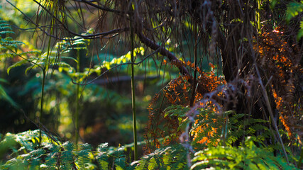 Fougères et bruyères dans la forêt des Landes de Gascogne, entre les rangées de pins