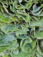 Green leaves, arranged in a street fair, background and texture