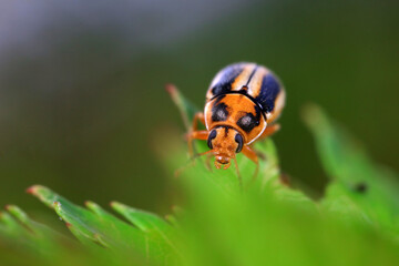 Leaf beetle on wild plants, North China