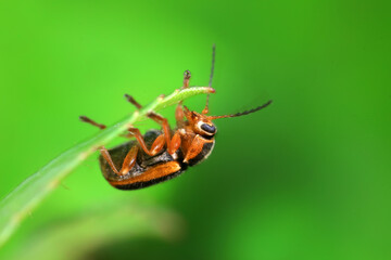 Leaf beetle on wild plants, North China