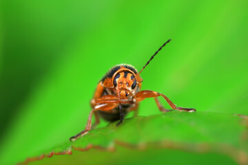 Leaf beetle on wild plants, North China