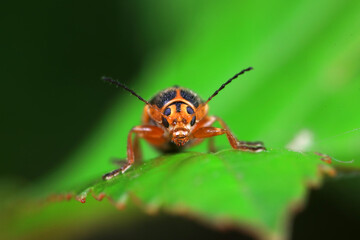 Leaf beetle on wild plants, North China