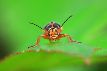 Fototapeta premium Leaf beetle on wild plants, North China