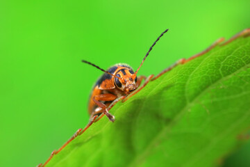 Leaf beetle on wild plants, North China