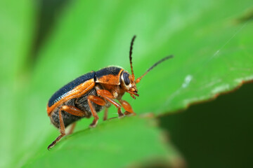 Leaf beetle on wild plants, North China